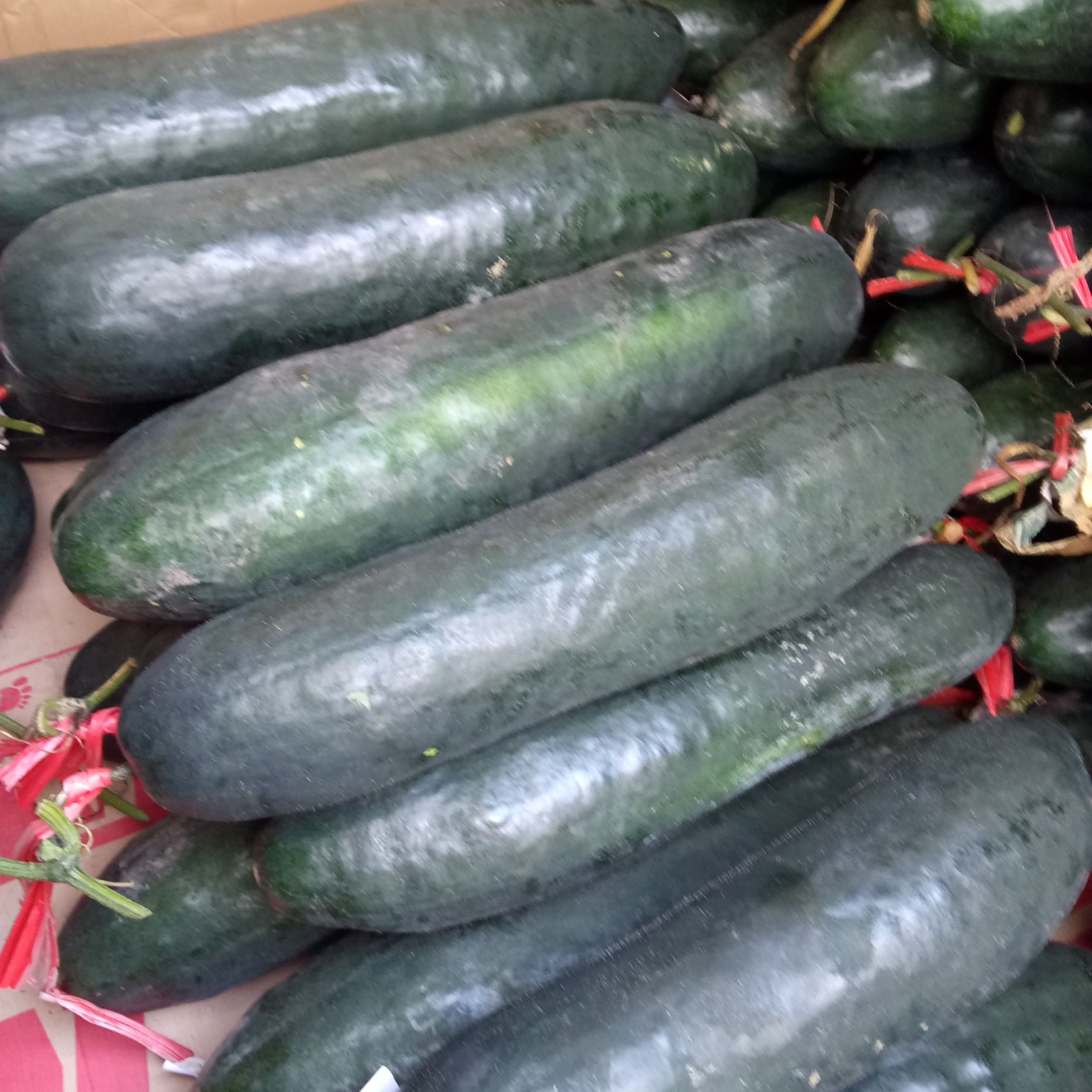 台农1号黑皮冬瓜 20~30斤 吊冬瓜