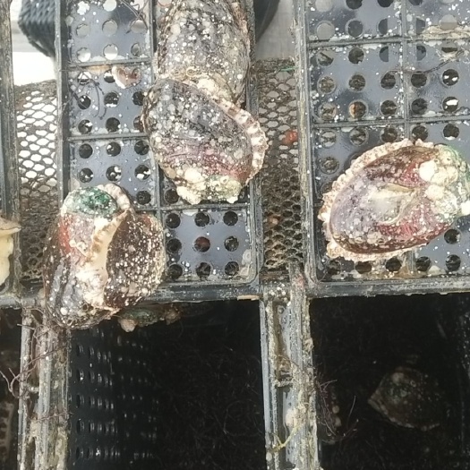 大连鲍鱼 鲜活水产