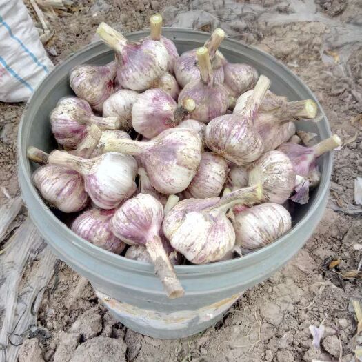 商河县红皮蒜  商河大蒜 大青稞上市了