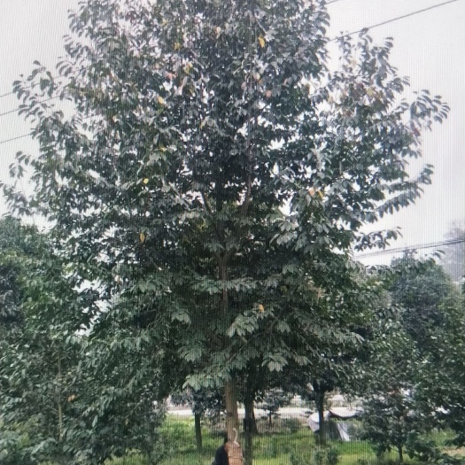 都江堰市 成都乐昌含笑基地直供，8-22公分，规格齐全