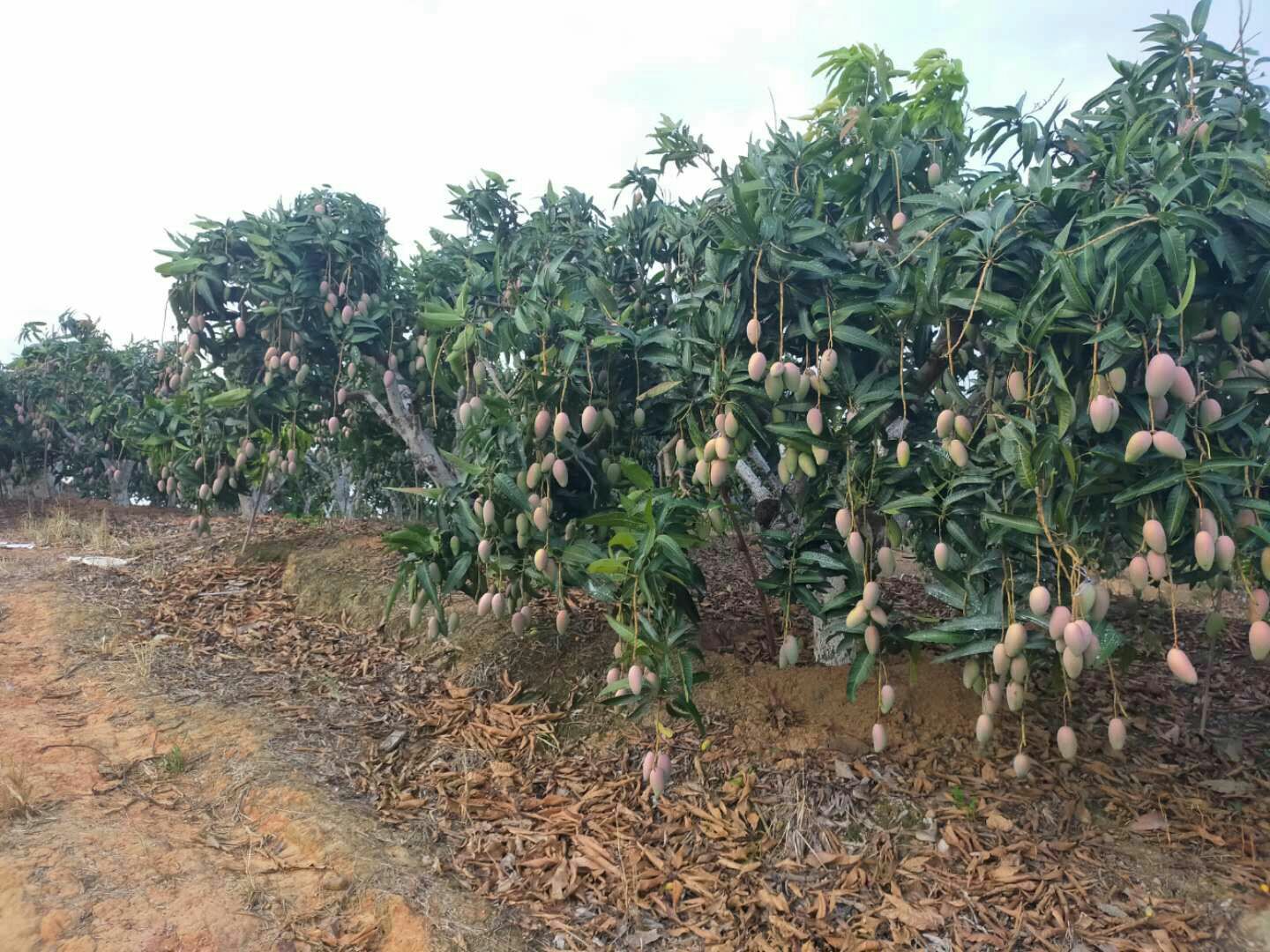  大量供应小台农，贵妃芒