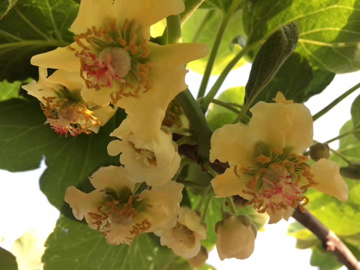 活性花粉   猕猴桃花粉 天丰花粉一瓶十克 送20克辅料两瓶包邮