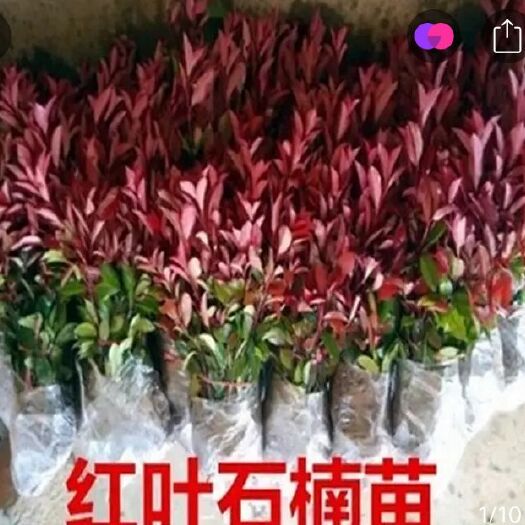 咸宁普通红叶石楠