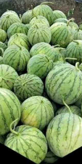 瑞金市帅童小无子 江西省赣州市瑞金市 1茬 特级