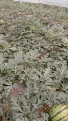 蒲城县 甜王西瓜品质好，香甜可口