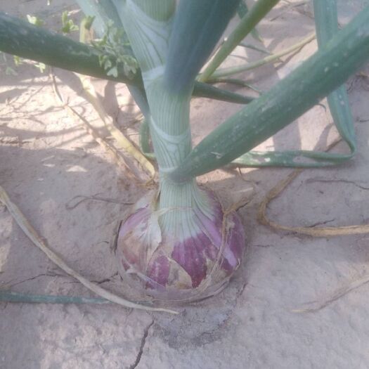 商河县二红洋葱 7~8cm