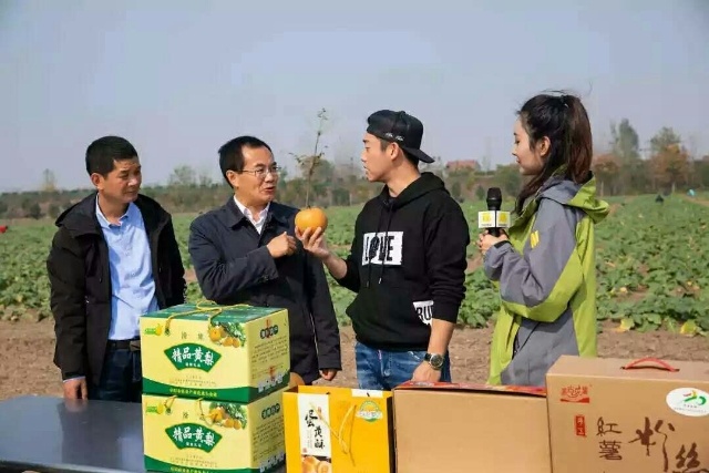 临泉县 批发精品晚秋黄梨 400亩果园直供 品优价廉