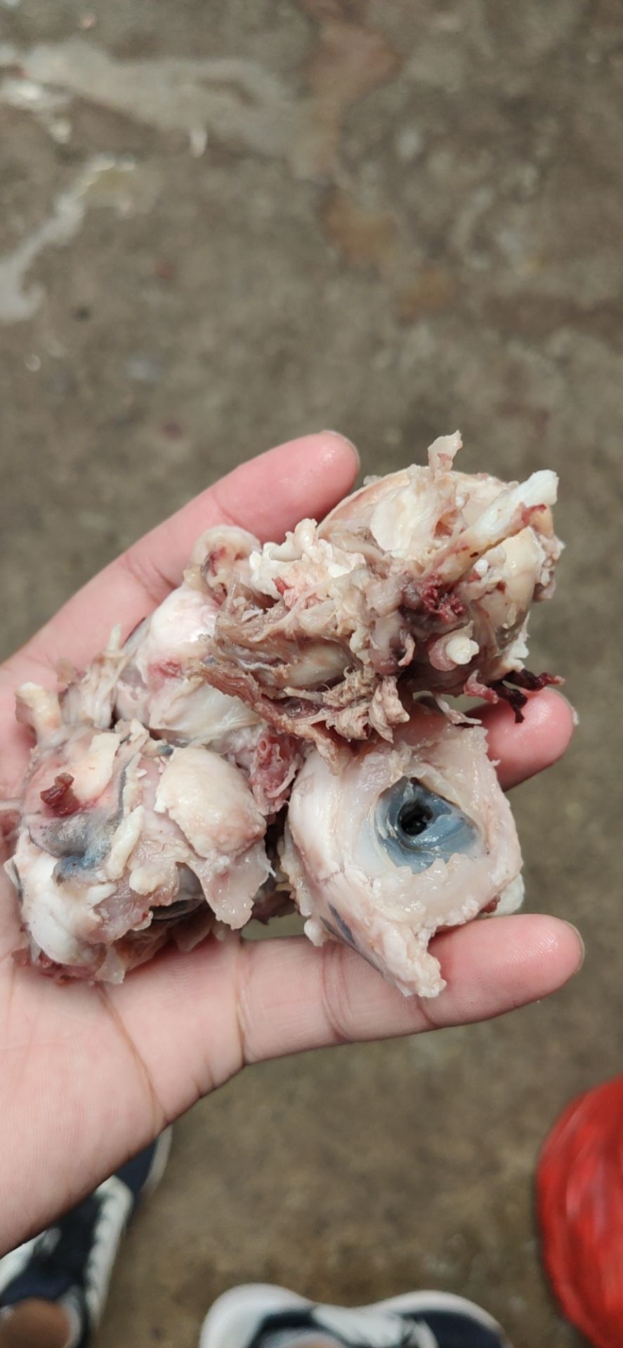 羊眼睛 熟羊眼，熟度高，不泡水，精品羊眼常年有貨，一手貨源