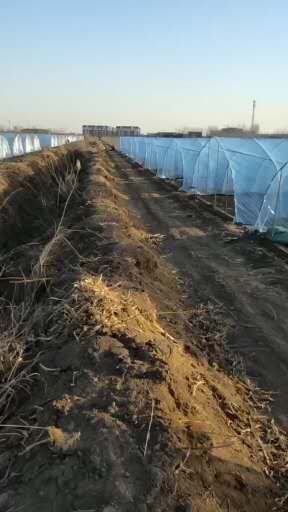 8424西瓜 自产自销 200亩 长期供货