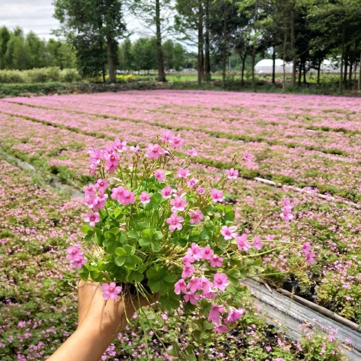 成都红花酢浆草 红花炸酱草