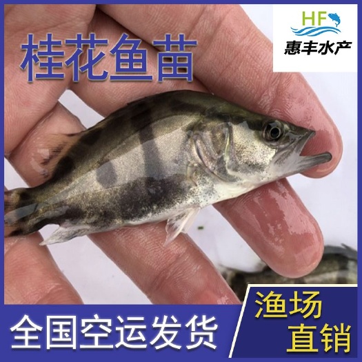 广州 桂花鱼苗   大量出售    全国空运