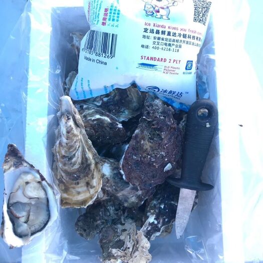 诏安县生蚝 网红家庭版四斤小包装生蚝