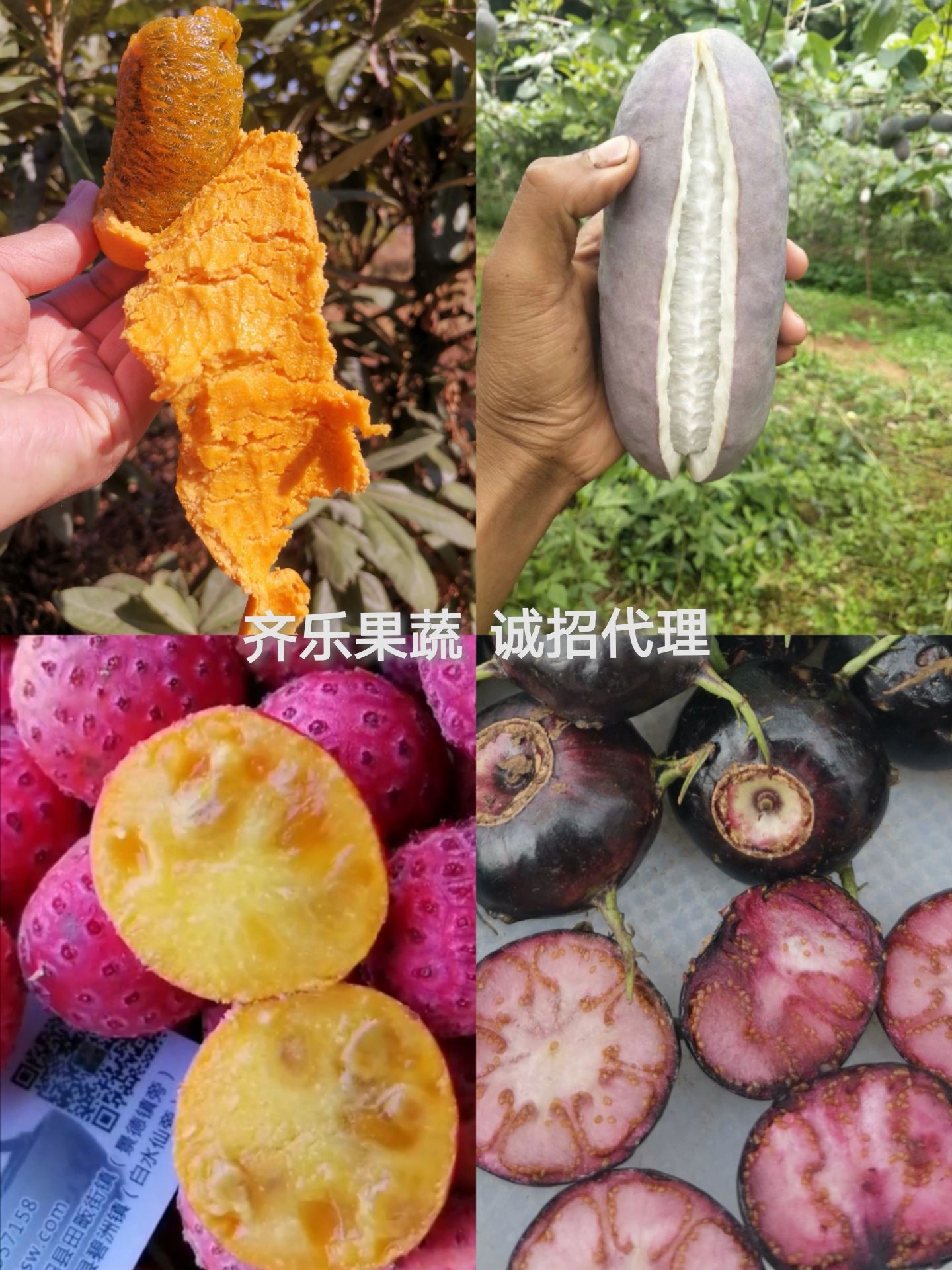 粉红黑老虎苗  黑老虎苗圃基地实生苗现挖