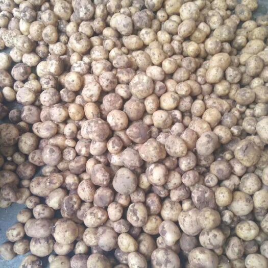 湖北恩施特产富硒小土豆10克20克三两半斤