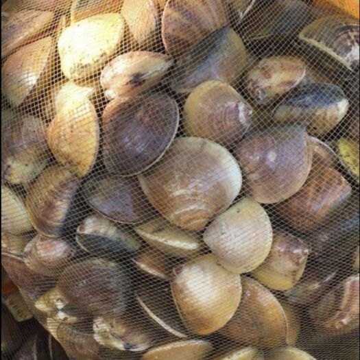 白贝 沙白