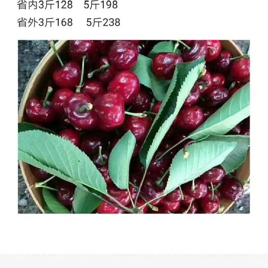 理县 理县车厘子 大樱桃