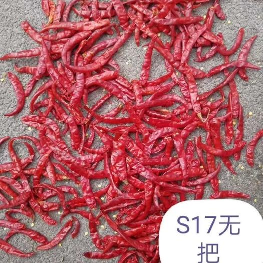 滕州市印度干辣椒  印度辣椒，魔鬼辣椒 辣椒特辣最辣辣椒