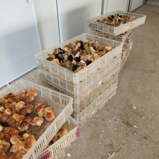 唐河县土鸡苗 统货