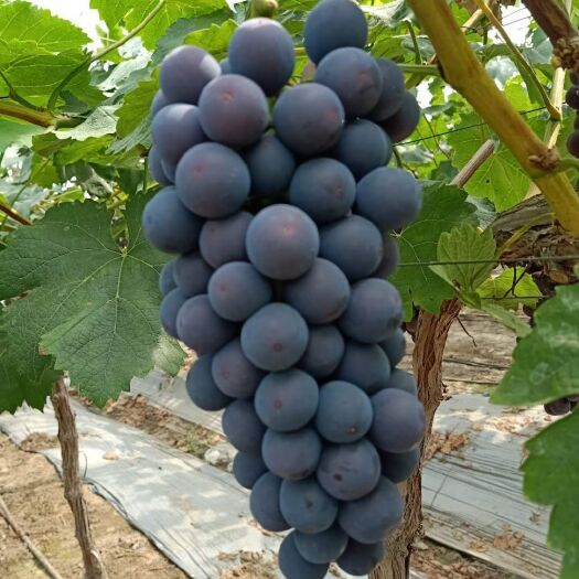 新沂市 量大从优，专业代办葡萄