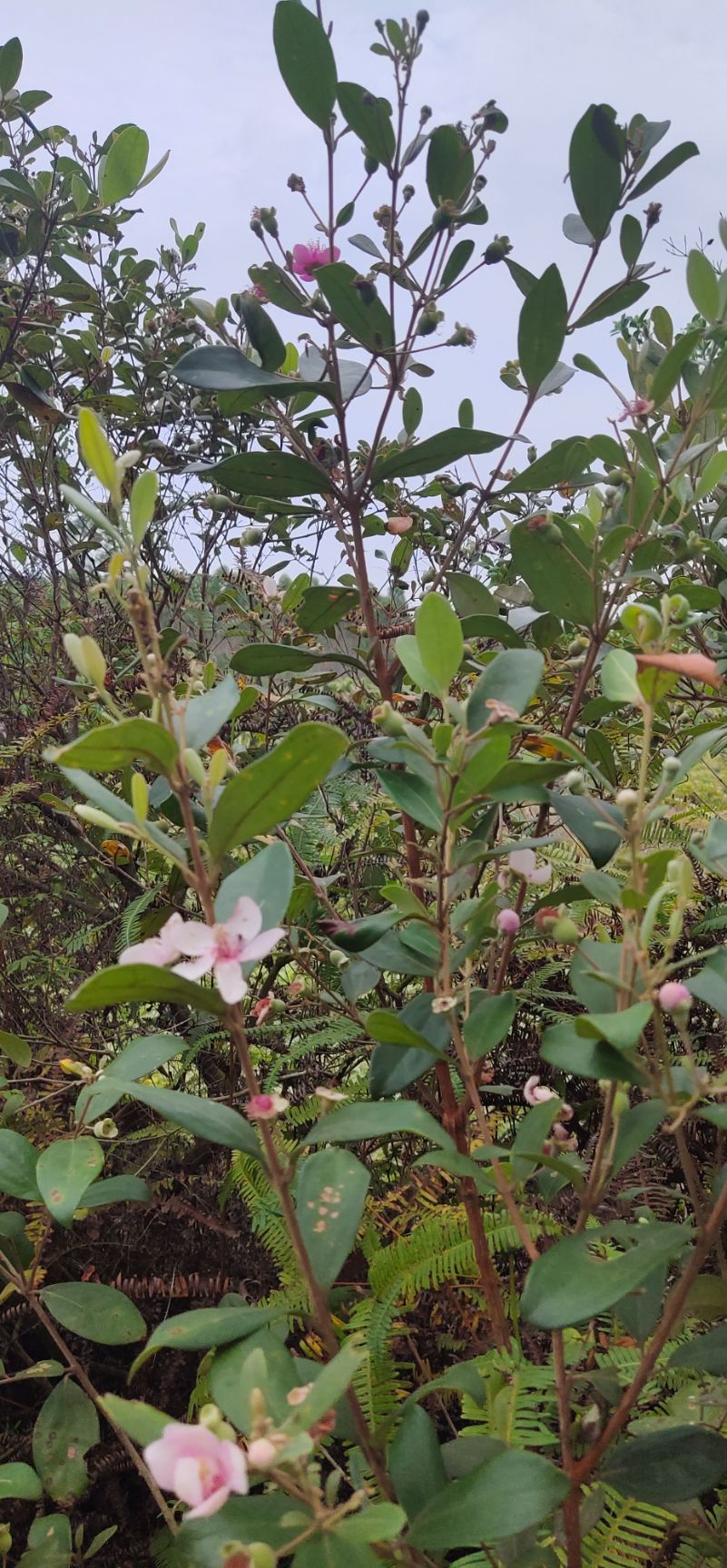 山捻子 根部鲜艳
