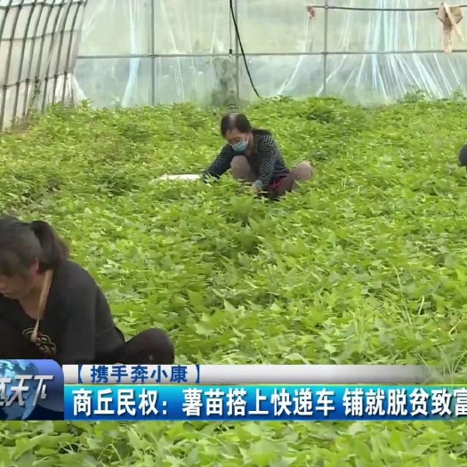 民权县济26号红薯苗 济26红薯苗脱毒红薯苗 产地直发量大从优