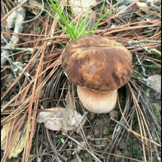 会东县 野 生牛肝菌