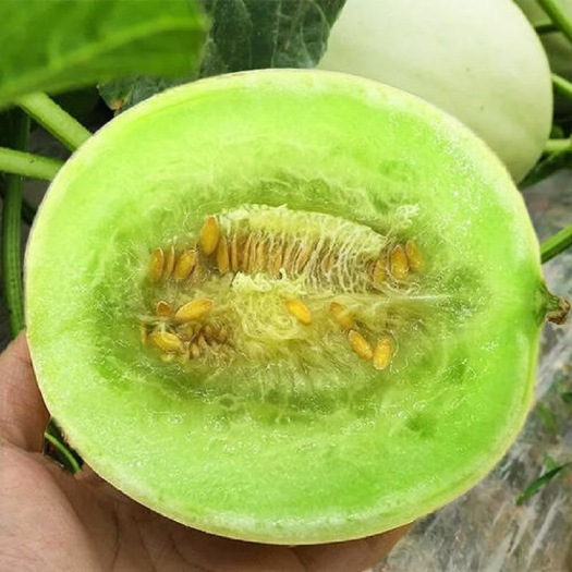 寿光市玉菇甜瓜被誉为甜瓜界的冰淇淋，香甜软糯，香味浓郁，果肉绵沙细