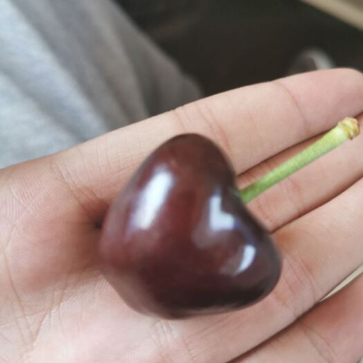绛县 美早大樱桃