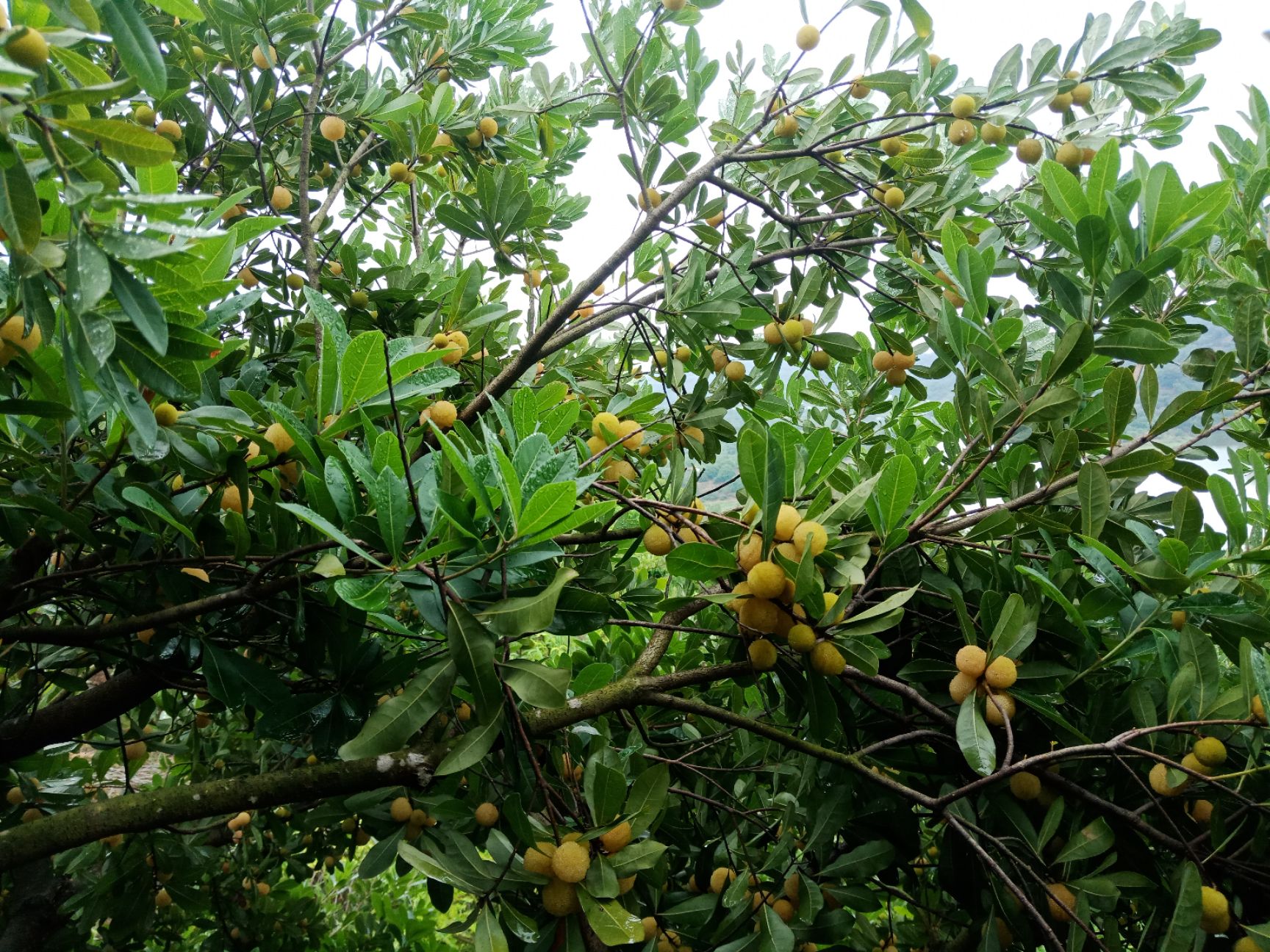  2020年最火爆的杨梅→白杨梅