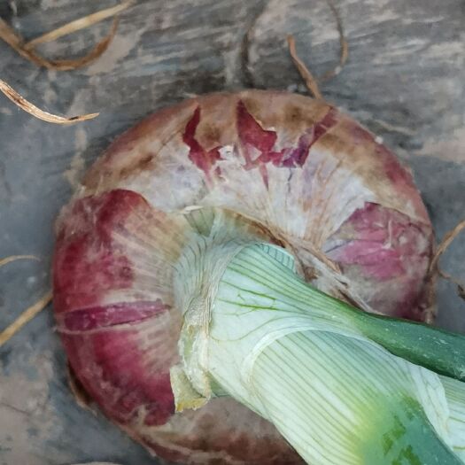 菏泽紫皮洋葱 7~8cm