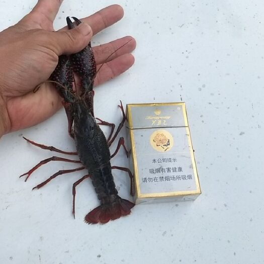 虞城县 清水小龙虾，塘口直供