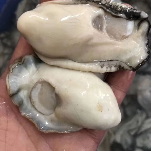 饶平县 牡蛎生蚝9-12米批发