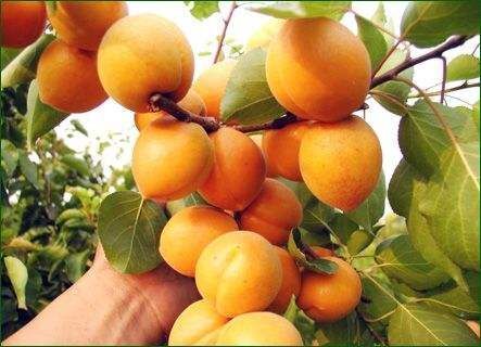 新泰市金太阳杏 金太阳