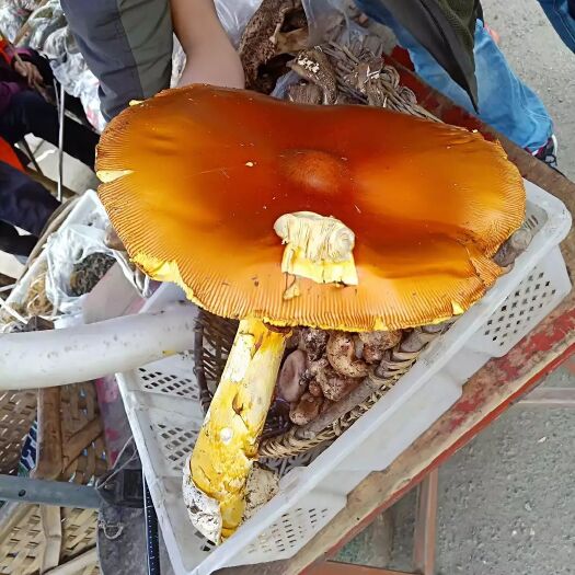 理县 大量供应高山菌：鹅蛋菌，獐子菌，杨柳菌。海拨在3800米