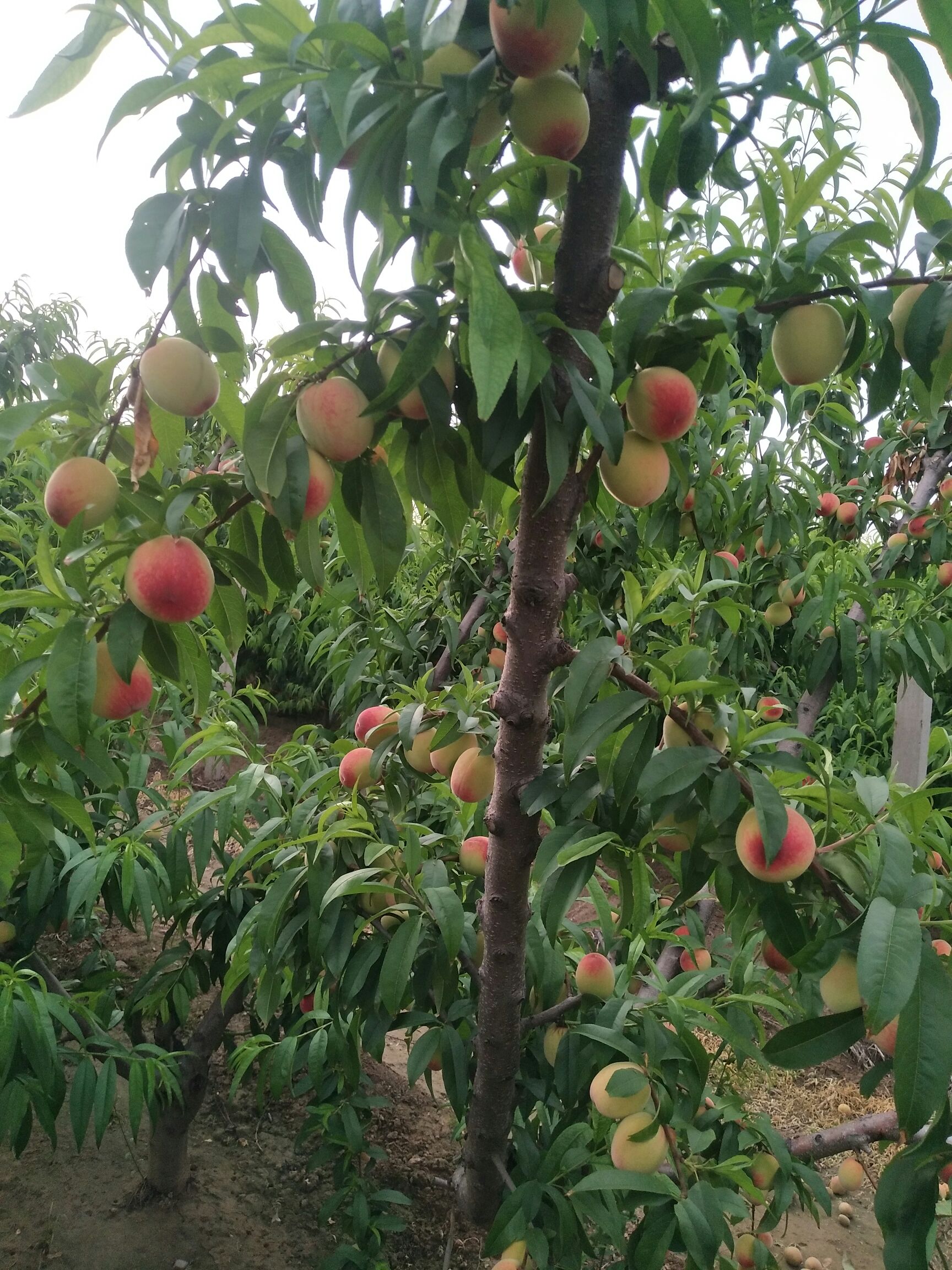 紅桃 桃子大量供應(yīng)，物美價廉，產(chǎn)地供應(yīng)鏈接，低價供應(yīng)