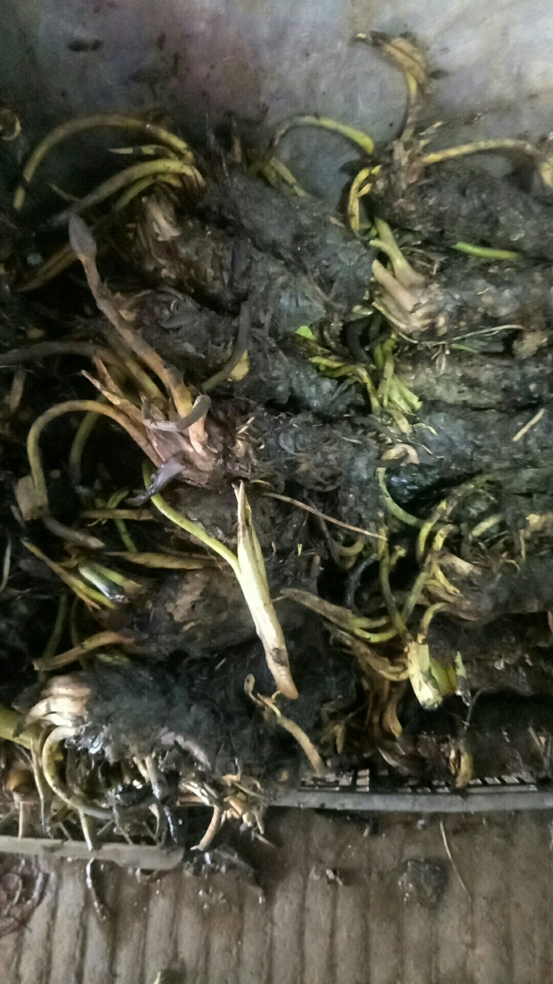  池塘水池 大睡莲睡莲根块 水培植物 水生根块 大睡莲花根茎包