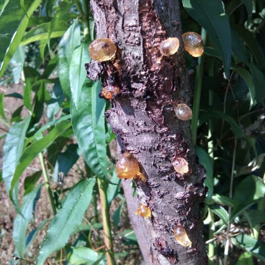 元江县生长在高海拔，哀牢山中的桃胶，好食材