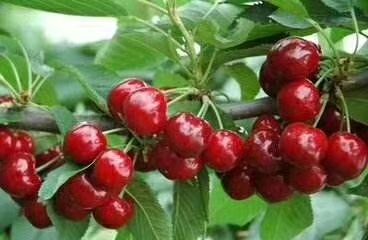 甘肃天水秦州新鲜樱桃车厘子现摘现发当季水果批发零售