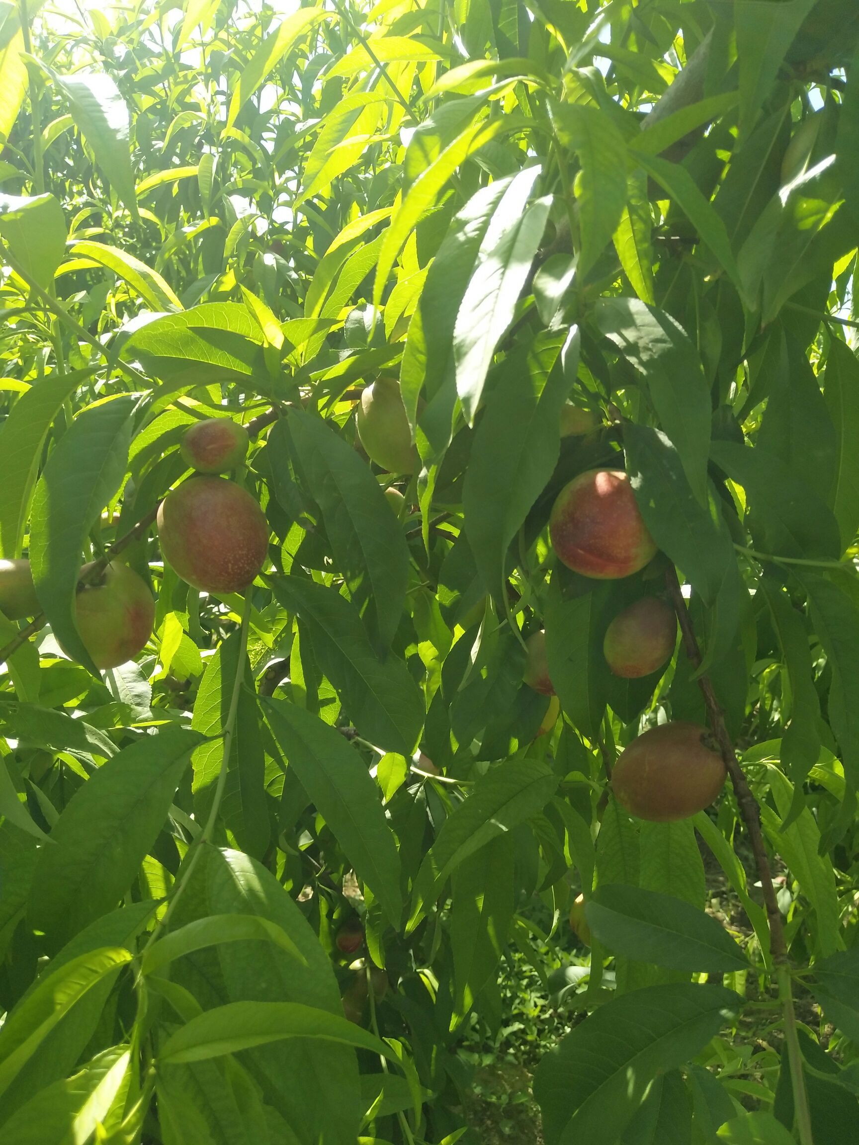 紅桃 桃子大量供應(yīng)，物美價廉，產(chǎn)地供應(yīng)鏈接，低價供應(yīng)