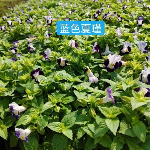 长沙县基地直销夏堇