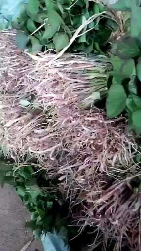 北镇市早丰红薯苗 大量出售地瓜苗，品种有早丰，龙薯九，等保证质量，