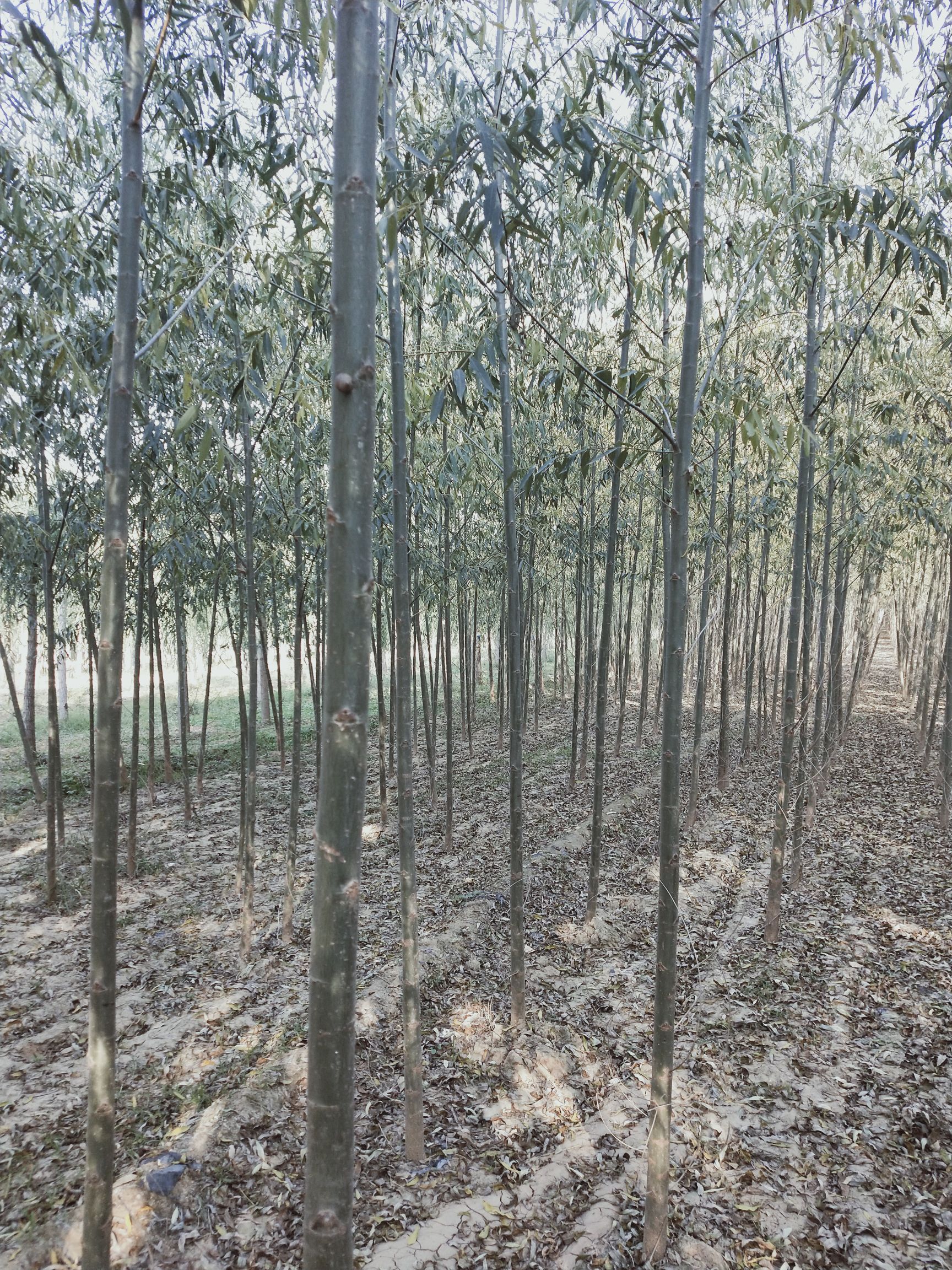柳树苗，垂柳苗，金丝垂柳基地批发，量大，质优价廉，服务好