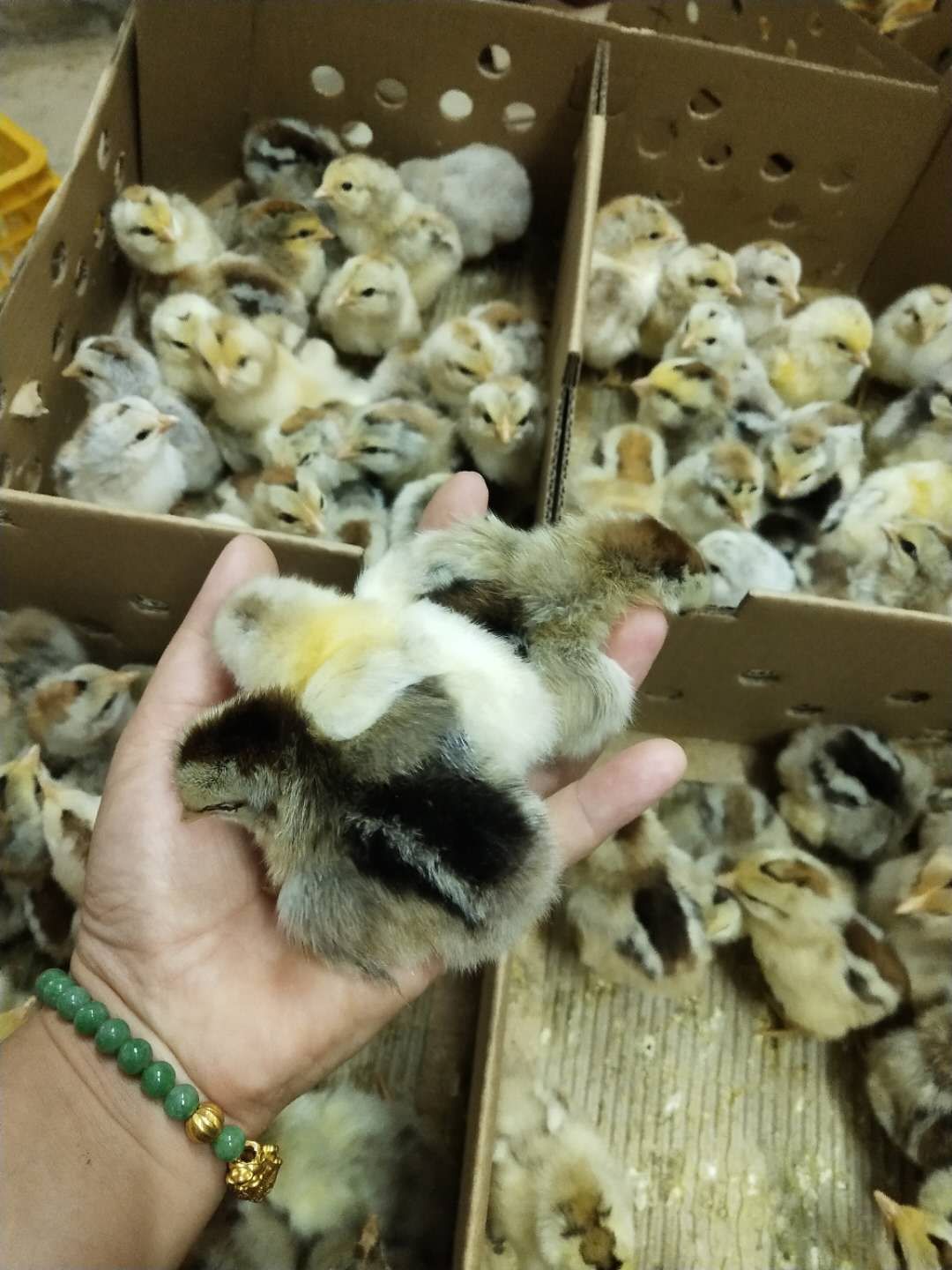  彩凤鸡苗