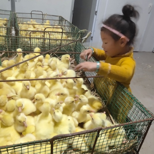原阳县皖浦鹅苗  皖蒲杂交鹅苗 纯种皖蒲公配三花母，白鹅苗