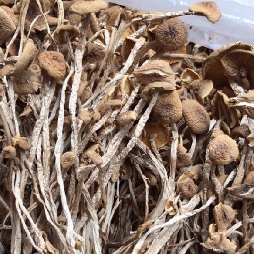 资溪县 江西广昌3号茶树菇 干货批发