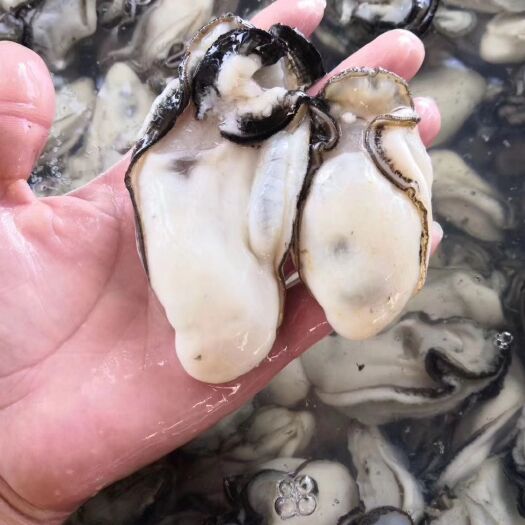 饶平县大连生蚝 自家养殖