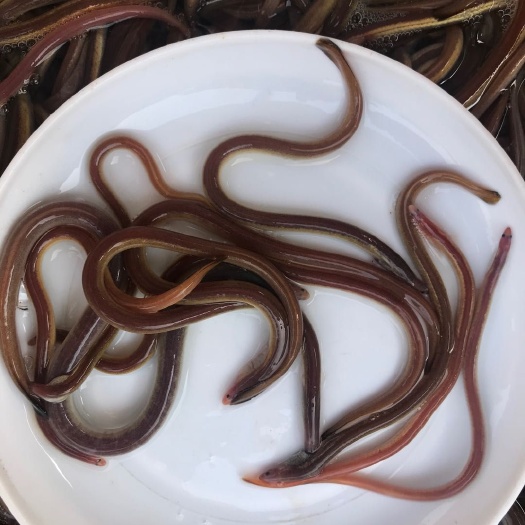 清远华丰9号黄鳝苗 纯种黄鳝鱼苗孟加拉黄鳝鱼苗