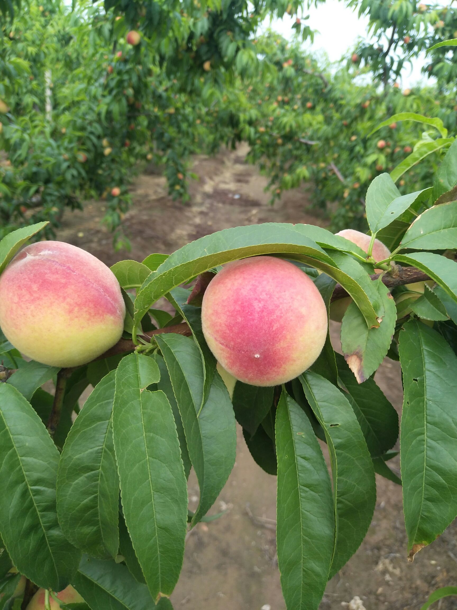 紅桃 桃子大量供應(yīng)，物美價廉，產(chǎn)地供應(yīng)鏈接，低價供應(yīng)