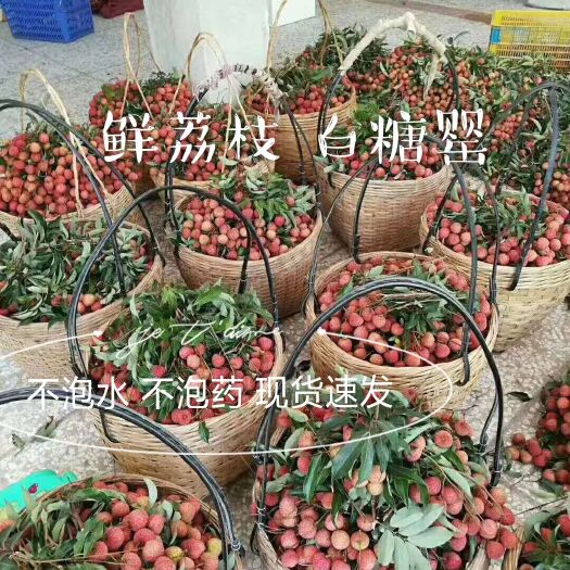 高州市 正宗广东高州白糖罂荔枝，现摘现发，5斤起装包箱，广东内包邮