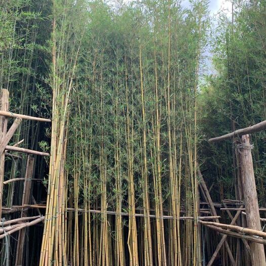 佛山刚竹苗  黄金竹 产地直销价格实惠 成活保证